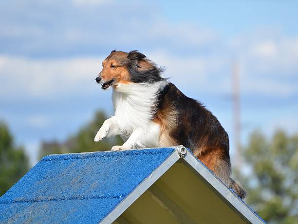 istock Shetland Sheepdog (Sheltie) at Dog Agility Trial 506352536