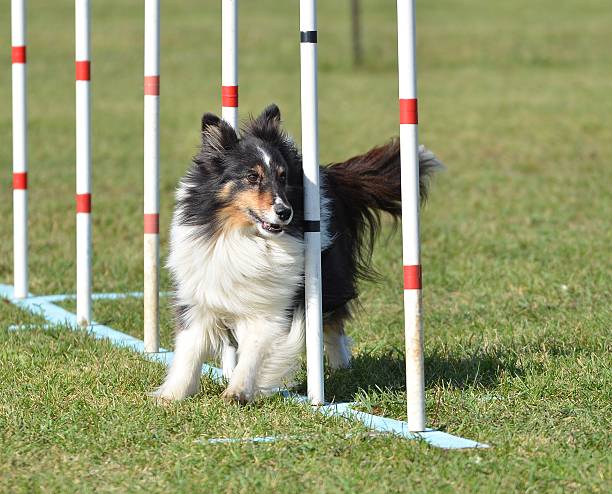 istock Shetland Sheepdog (Sheltie) at Dog Agility Trial 506352606
