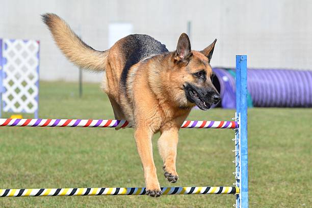 istock German Shepherd at a Dog Agility Trial 506352672