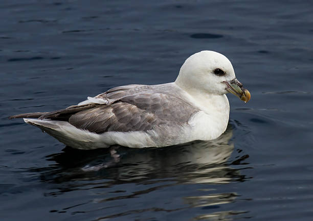 Fulmar at Sea Fulmar at Sea fulmar stock pictures, royalty-free photos & images
