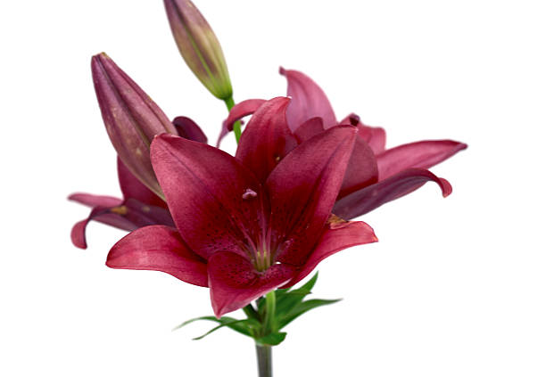 istock flower purple Lily 506353646
