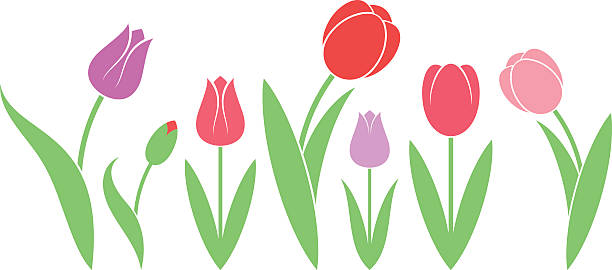 튤립. 흰색 배경의 격리됨에 꽃 - tulip pink flower bed flower stock illustrations
