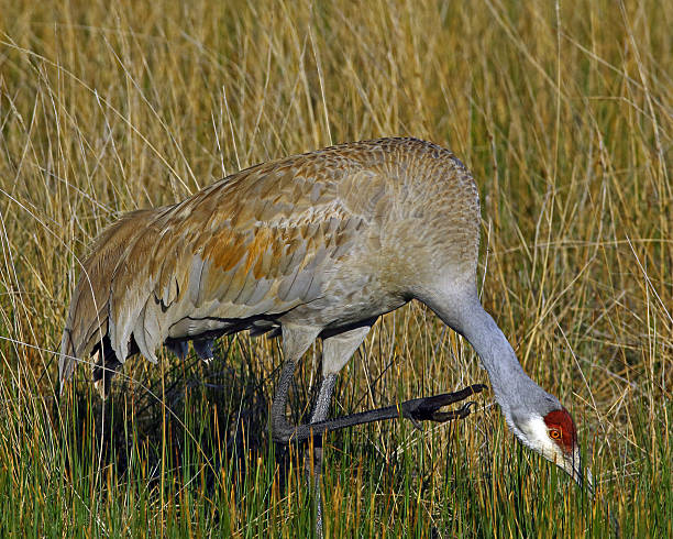 istock Sandhill Crane With An Itch 506354202