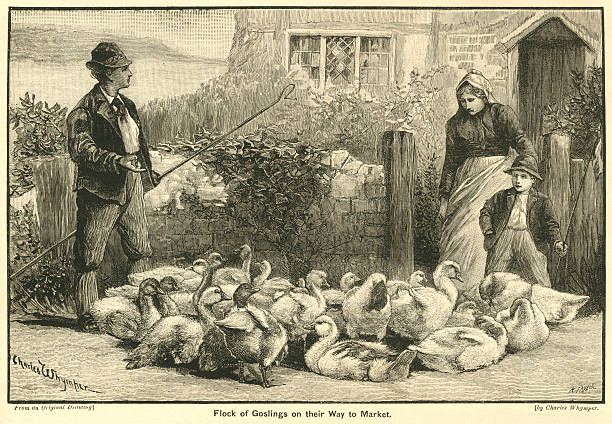 istock Flock of goslings on their way to market 506355066