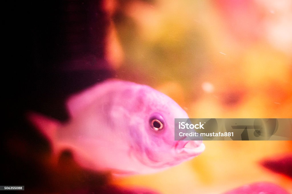 Cichlid fish  African Cichlid Stock Photo