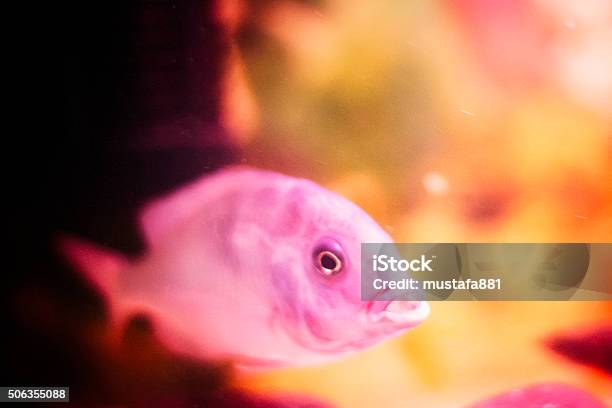 Cichlid Fish Stock Photo - Download Image Now - African Cichlid, Animal, Cichlid