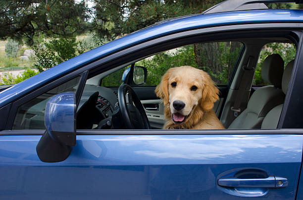 Golden Retriever Puppy Driving Car stock photo