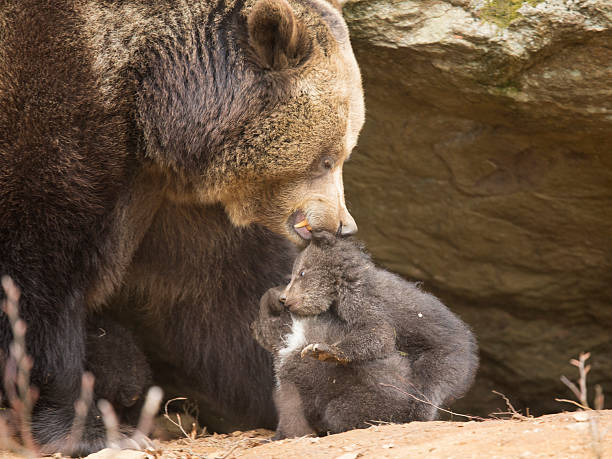 бурый медведь семьи - cave bear стоковые фото и изображения