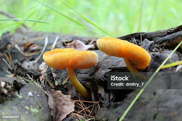 Poisonous Mushroom In The Forest Stock Photo - Download Image Now - Mushroom, Autumn, Choice