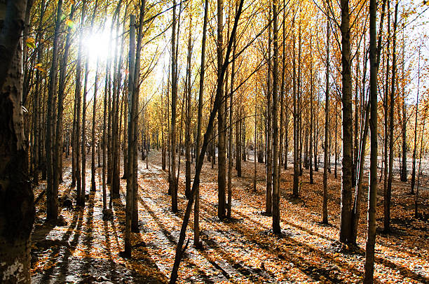 Morning Sun Rays Penetrating Forest