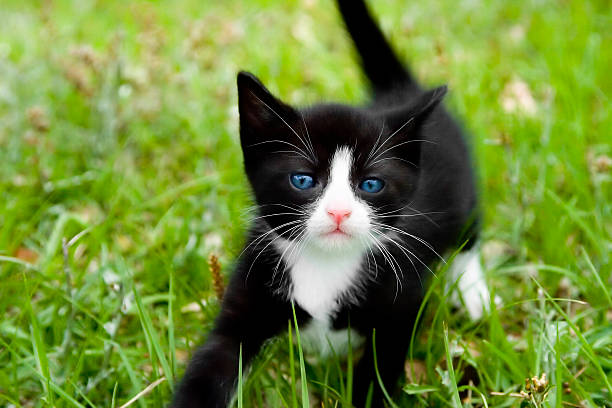 istock Black and white kitten on green grass 506362591