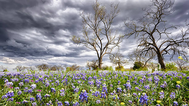 Bluebonnets covering a rural field on a cloudy spring day in Texas