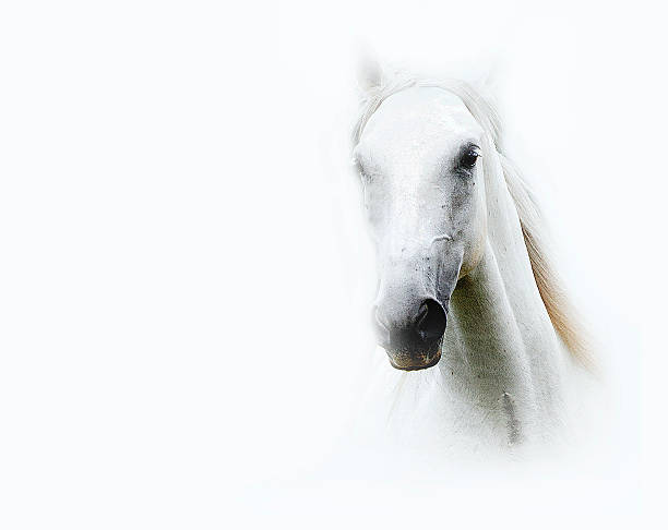 istock beautiful lipizzaner in white background 506362757