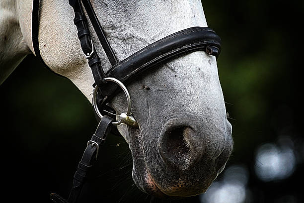 istock lipizzaner horse with bridle 506362783