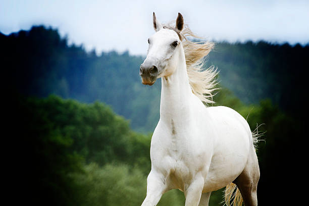 istock beautiful lipizzaner horse running in nature 506362833
