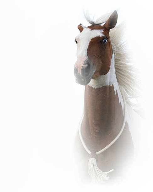 istock paint horse running and prancing in white background 506362835