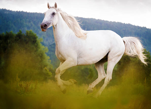 istock beautiful lipizzaner horse in nature 506362845