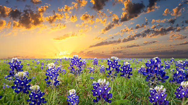 istock Bluebonnets in the Texas Hill Country 506362895