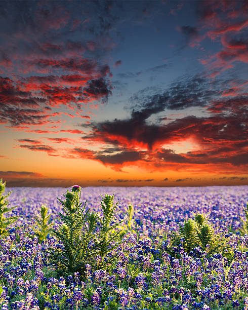 istock Bluebonnets in the Texas Hill Country 506362901