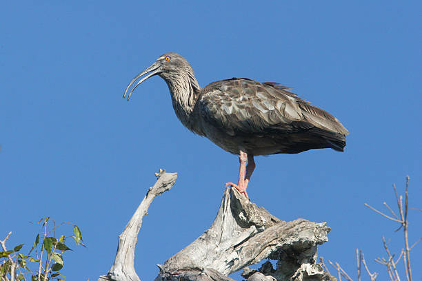 istock Plumbeous ibis in Pantanal, Brazil 506362909