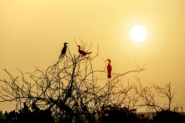 istock Sunset sky and three bird at the lake. 506362977