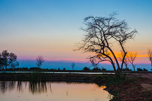 istock Sunset sky and dead tree at the lake. 506363097