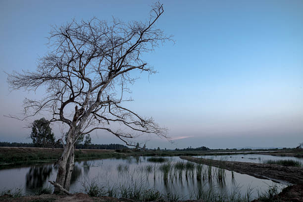 istock Sunset sky and dead tree at the lake. 506363099