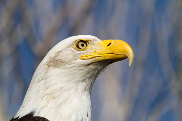 weißkopfseeadler eagle - white headed eagle stock-fotos und bilder