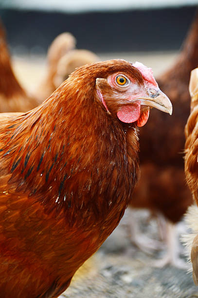 istock Chickens on traditional free range poultry farm 506365049