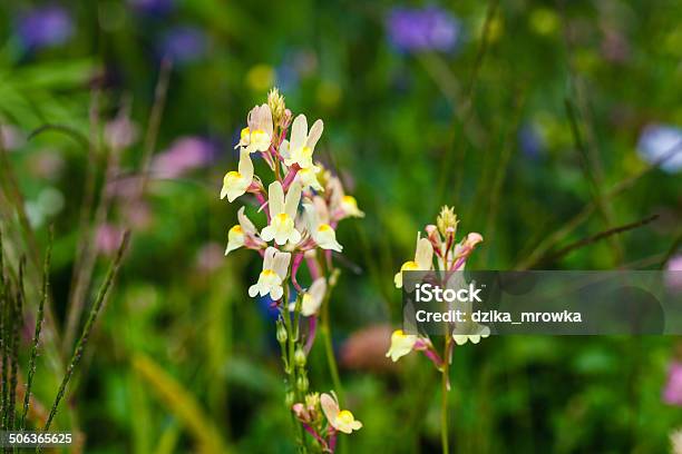 Floral Meadow Stock Photo - Download Image Now - Agricultural Field, Backgrounds, Beauty