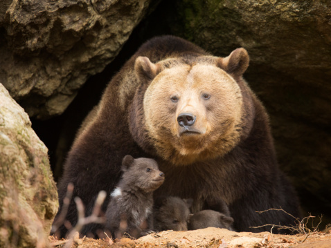 Brown bear with her cubs