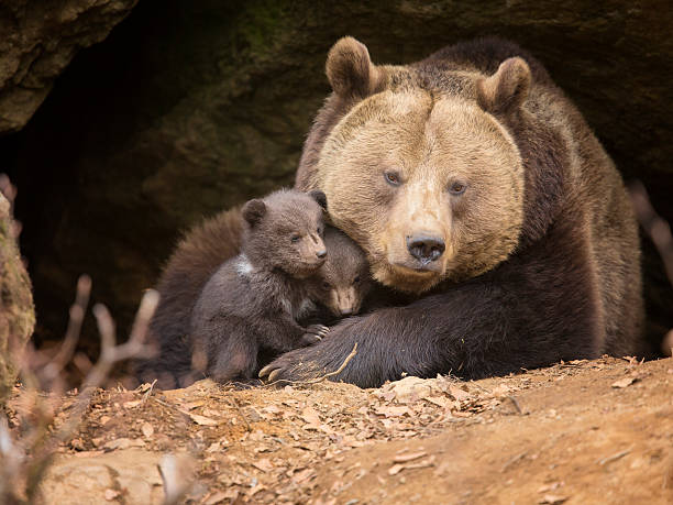 brown bear familie - braunbär stock-fotos und bilder