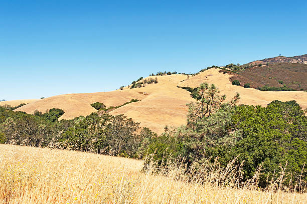 istock Rolling grass covered landscape on Mt. Diablo Hillside. 506366617