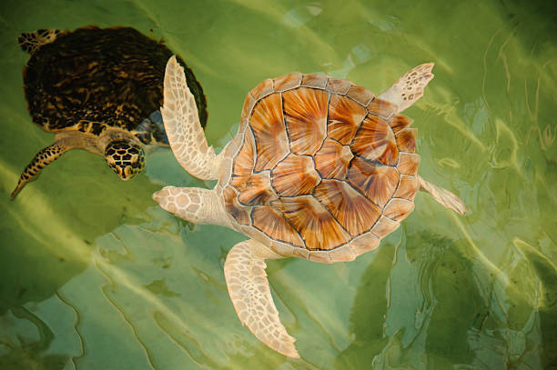 istock two Green Sea Turtles under water 506387778