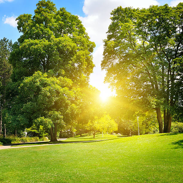 istock summer park with green lawns 506388918