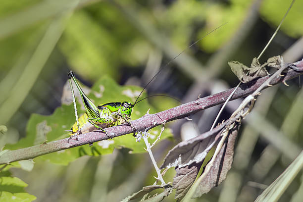 istock The Roesel's bush-cricket 506389480