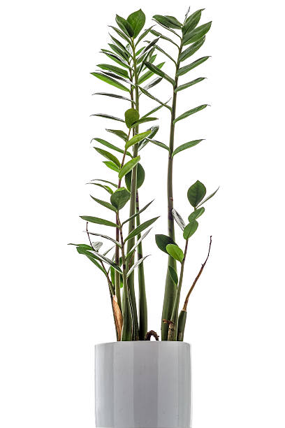 istock Zamioculcas zamiifolia on white background 506390170