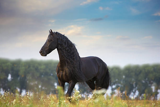 istock Frisian horse run 506391118