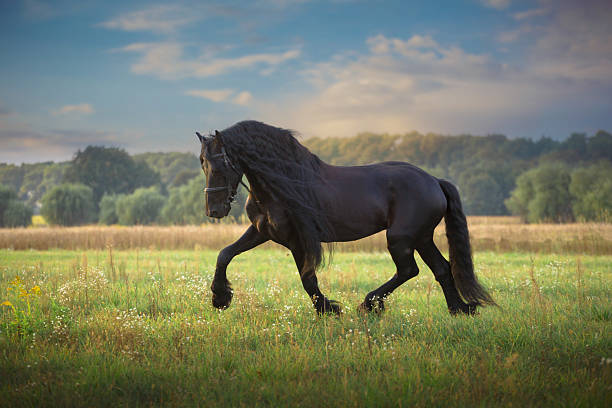 istock Frisian horse run 506391318