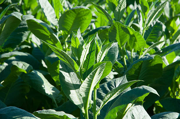 istock Tobacco plants 506391514