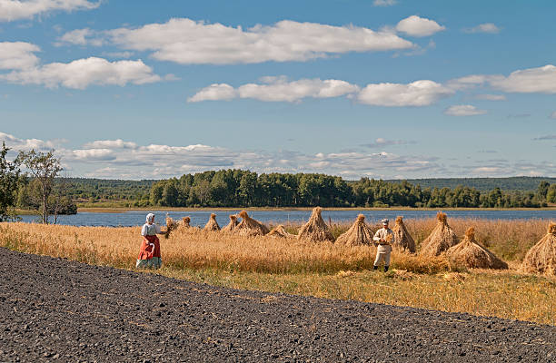 Kizhi Island, Russia - August 20, 2010: Open-air ethnographic museum. Historical reconstruction of manual harvesting. A field of crops on the banks of the lake.