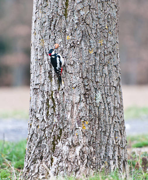 great spotted woodpecker climbing up a walnut tree great spotted woodpecker on a tree trunk with a walnut in its beak lesser spotted woodpecker stock pictures, royalty-free photos & images