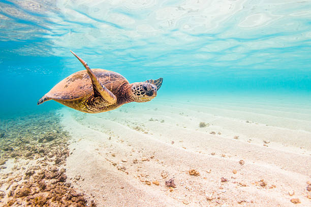 istock Hawaiian Green Sea Turtle 506393808