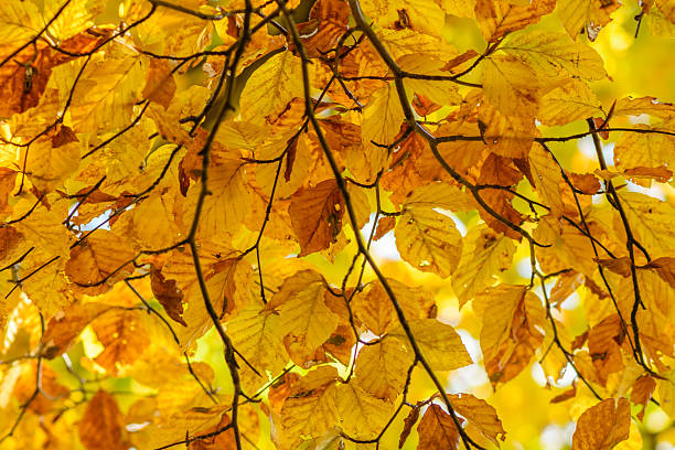 istock Yellow leaves with tiny twig over sunlight. Background with autu 506394038