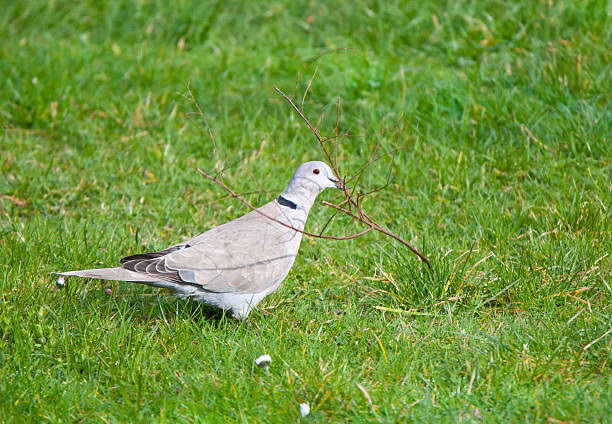 pigeon sitting in the grass with nesting material in its bill