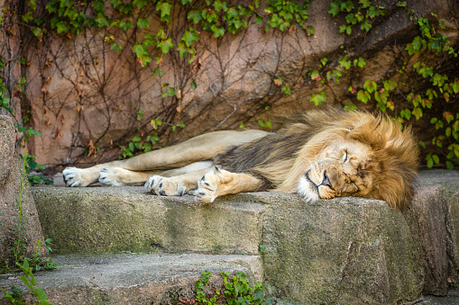 sleeping, king, lion, safarI