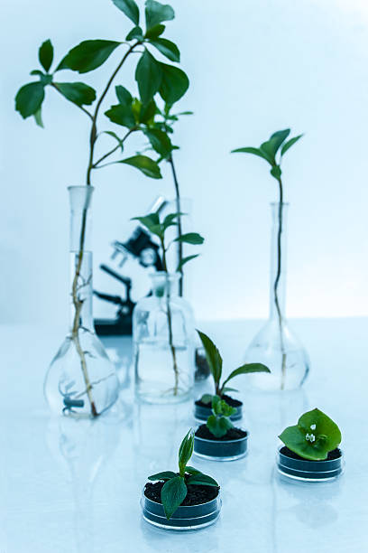 istock Genetically modified plant tested in petri dish .Ecology laboratory 506394328