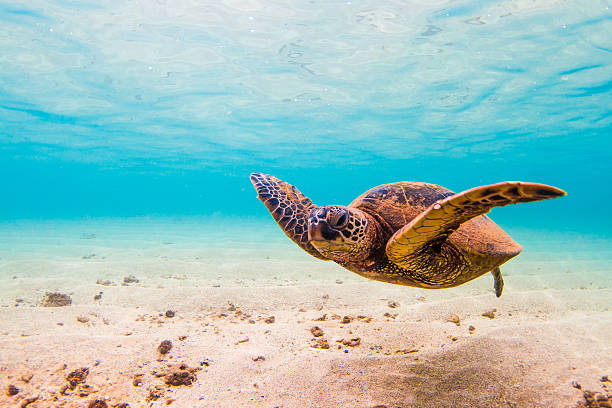 istock Hawaiian Green Sea Turtle 506394708