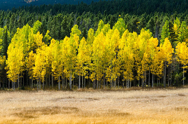 istock Open Field with Layers of Aspen Color 506394892