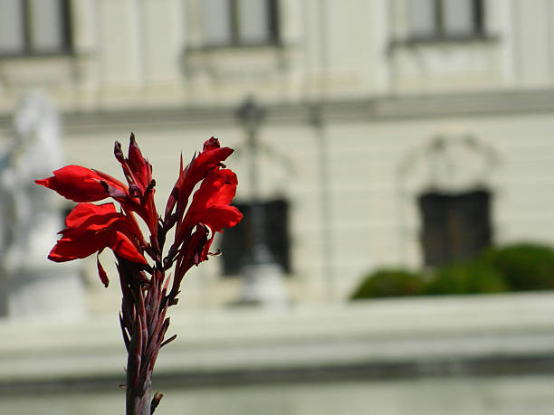 istock Closed Up red rose flower 506394910